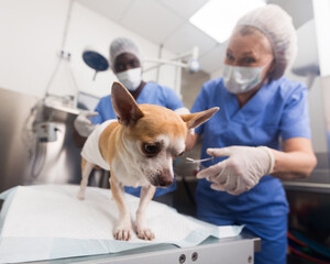 Doctor vet and assistant bandage chihuahua dog with bandage after surgery. High quality photo