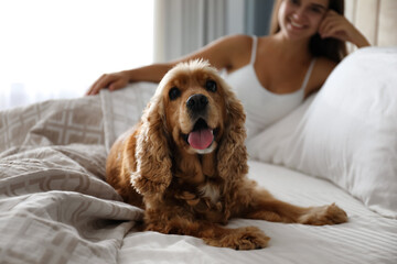 Cute English Cocker Spaniel near owner on bed indoors. Pet friendly hotel