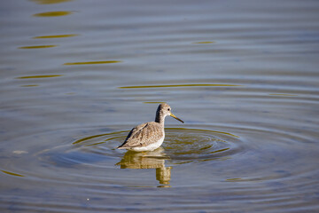 Close up shot of cute Lesser yellowlegs