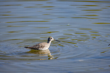 Close up shot of cute Lesser yellowlegs