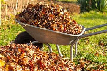 wheelbarrow full of dried leaves, cleaning foliage in the garden