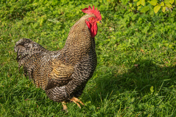 Rooster - leader of flock of domestic purebred chickens. Cock stands on one leg. Against background of gray female chickens,rooster has very effective color and behavior
