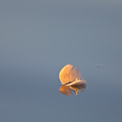 Fototapeta na wymiar Feather floating on a still lake at dawn, Slapton Ley, Devon, England, UK.