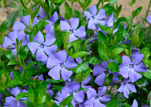 Vinca herbacea (common name herbaceous periwinkle) flowers, grass background