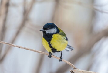 Bird chickadee on branch in autumn woods