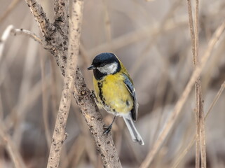 Fototapeta premium Bird chickadee on branch in autumn woods