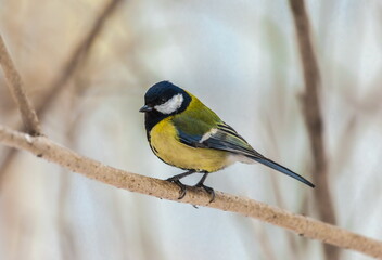 Bird chickadee on branch in autumn woods