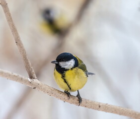 Bird chickadee on branch in autumn woods