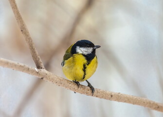 Bird chickadee on branch in autumn woods