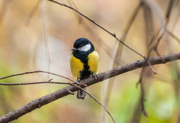 Bird chickadee on branch in autumn woods