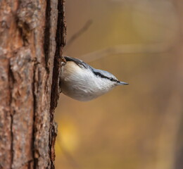Bird nuthatch on a pine tree in the fores