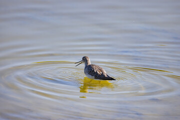 Close up shot of cute Lesser yellowlegs