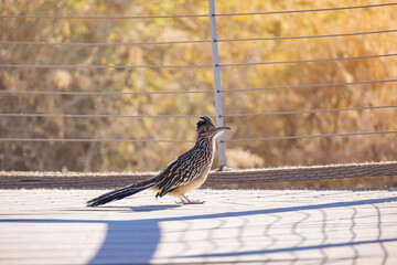 Close up shot of a cute Roadrunner on ground