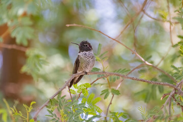 Close up shot of cute hummingbird resting on brunch