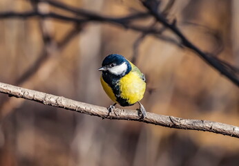 Bird tit closeup on tree branch in autumn city Park
