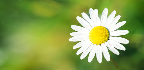 Sommerfahne der schönen weißen Kamille. Blumenhintergrund. Kamille in der Natur. Platz kopieren. Weicher Fokus © lizaelesina