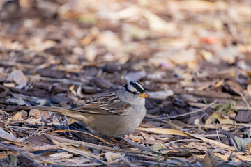 Close up shot of cute White-crowned sparrow