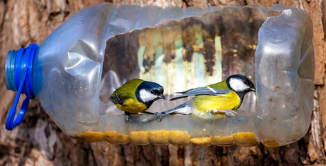 Bird tit closeup on the bird feeder from a plastic bottle in autumn city Park