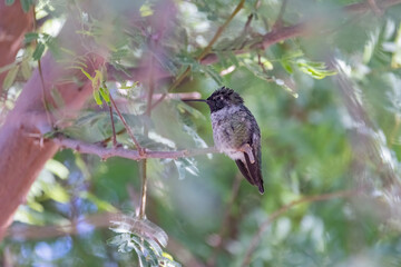 Close up shot of cute hummingbird resting on brunch