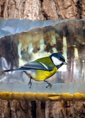 Naklejka premium Bird tit closeup on the bird feeder from a plastic bottle in autumn city Park