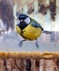 Bird tit closeup on the bird feeder from a plastic bottle in autumn city Park