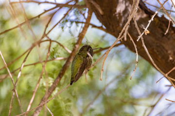 Close up shot of cute hummingbird resting on brunch