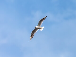A gull bird in flight close up against a background of blue sky and white clouds in summer