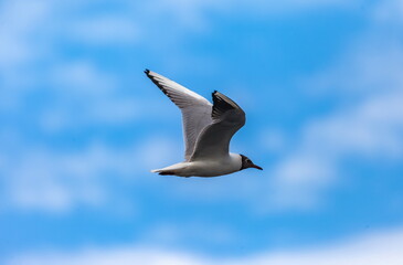 A gull bird in flight close up against a background of blue sky and white clouds in summer