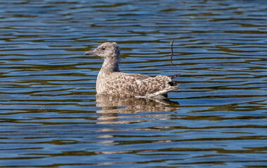 Baby birds Seagull close up on the background of the water surface of the reservoir in summer