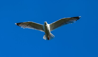 Gull bird in flight close up against the blue sky in summer