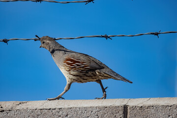 Close up shot of cute Quail bird