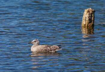 Baby birds Seagull close up on the background of the water surface of the reservoir in summer