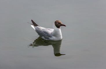 Gull bird close up on the background of the water surface of the reservoir in summer