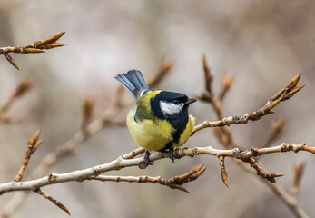 Bird tit close up on a branch of a poplar tree in spring