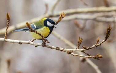 Bird tit close up on a branch of a poplar tree in spring
