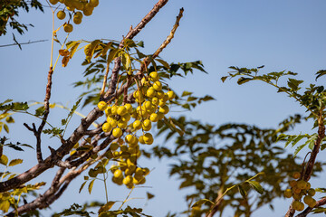 Close up shot of the fruit of Malus transitoria