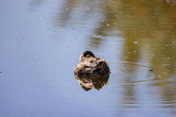 Close up shot of cute rubber duck