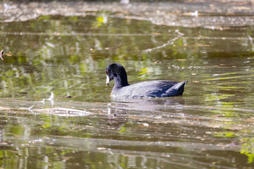 Sunny view of Eurasian coot bird swimming in a pond