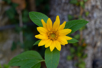 Yellow Flower