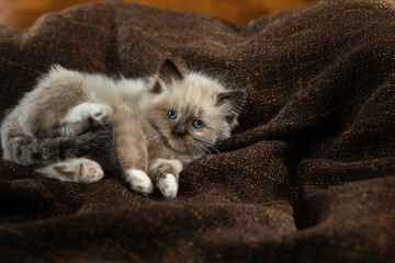 fluffy kitten on brown in a plaid. Bicolor Rag Doll Cat