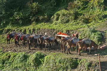 Photo sur Plexiglas Manaslu Horse carrying food on Trekking route to ABC in Nepal - Nature  - hikes to epic mountains and adventure backpacking - park and outdoor activity