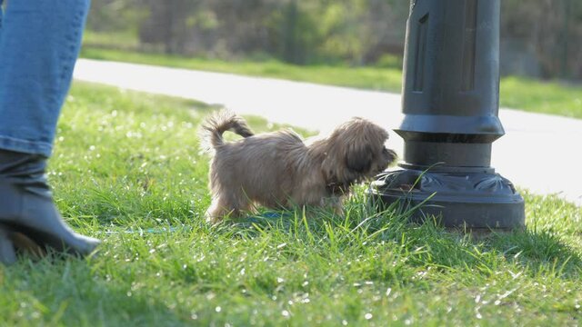 cute puppy walks along green lawn near owners legs and sniffs black pillar against bright sunlight closeup slow motion. Concept dog street walk