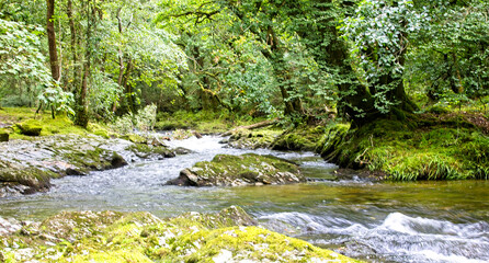 River Walkham running through a forested valley on the edge of Dartmoor near Grenofen, Devon, England, UK.