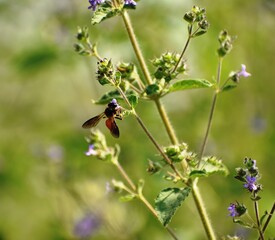 Honey bee collecting nectar from wild flower.