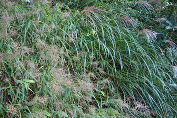 grass in a field in Devil's Peak, Yau Tong, Hong Kong