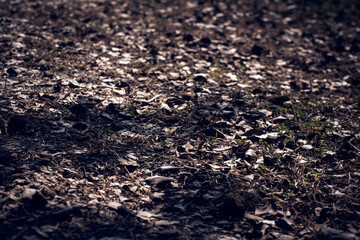 Dry leaves lying down on ground as a background