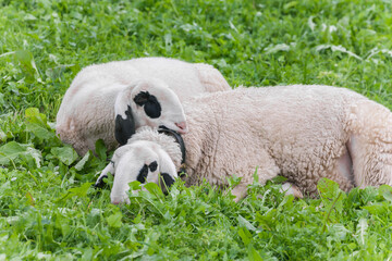Brillenschaf sheep in an Italian mountain  pasture