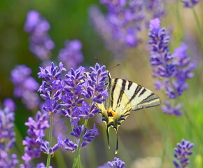 butterfly on lavender