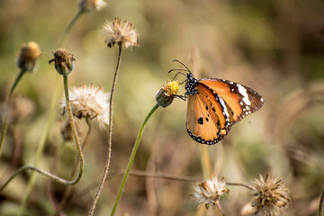 Butterfly sucking honey from flower against blurred background
