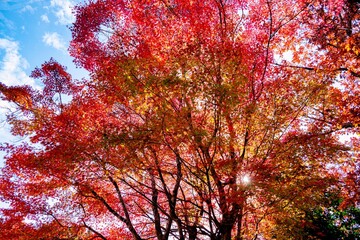 あまがたに渓谷の紅葉